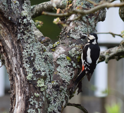 Större hackspett (Dendrocopos major)