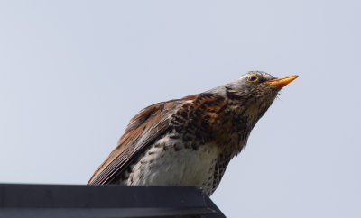 Björktrast (Turdus pilaris)