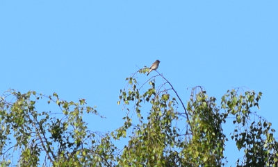 Grå flugsnappare (Muscicapa striata)