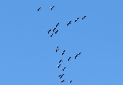 Trana (Grus grus)