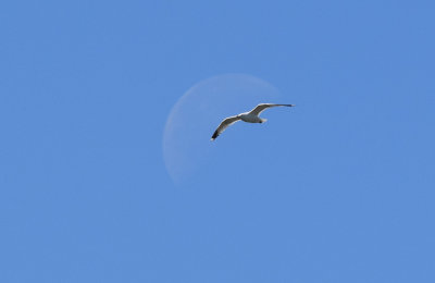 Fiskmås (Larus canus)