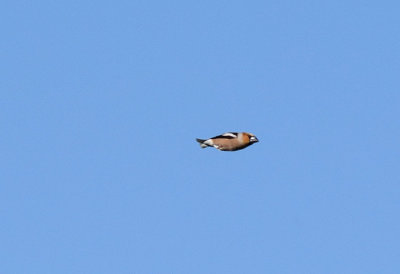 Stenknäck (Coccothraustes coccothraustes)
