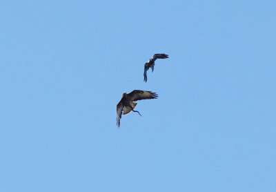 Ormvråk (Buteo buteo)