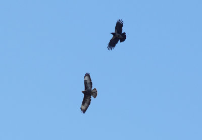 Ormvråk (Buteo buteo)
