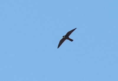 Lärkfalk (Falco subbuteo)
