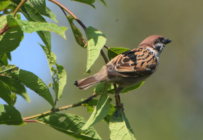 Pilfink (Passer montanus)