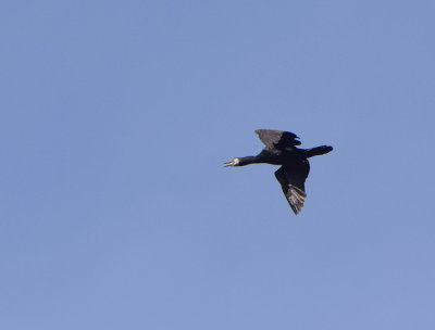 Storskarv (Phalacrocorax carbo)