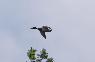 Grsand (Anas platyrhynchos)