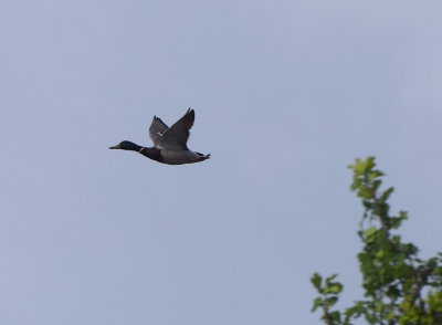 Grsand (Anas platyrhynchos)