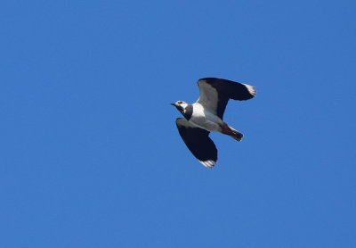 Tofsvipa (Vanellus vanellus)