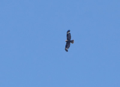 Brun kärrhök (Circus aeruginosus)