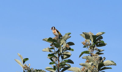 Steglits (Carduelis carduelis)