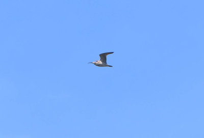 Smspov (Numenius phaeopus)