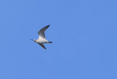 Smspov (Numenius phaeopus)