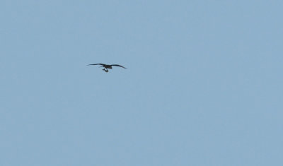 Fiskgjuse (Pandion haliaetus)