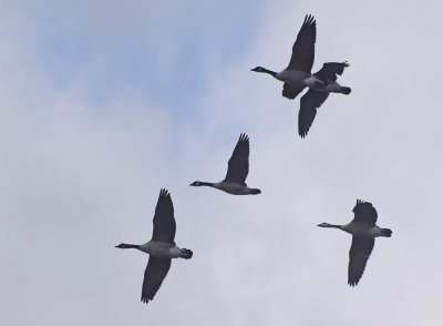 Kanadags (Branta canadensis) 