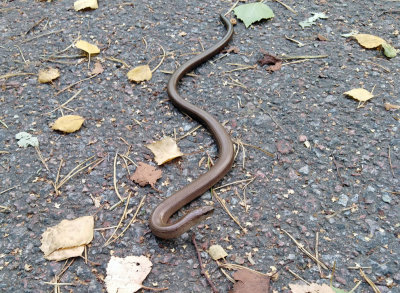 Koppardla (Anguis fragilis)