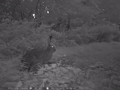 Flthare. (Lepus europaeus)