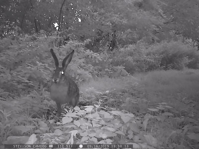 Flthare. (Lepus europaeus)