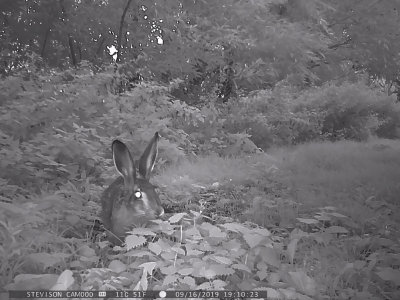 Flthare. (Lepus europaeus)