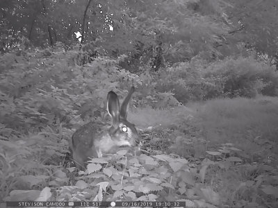 Flthare. (Lepus europaeus)