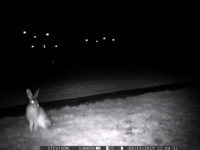 Flthare. (Lepus europaeus)