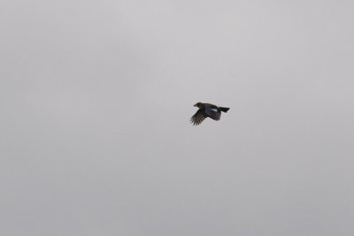 Nötskrika (Garrulus glandarius)