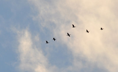 Storskarv (Phalacrocorax carbo)