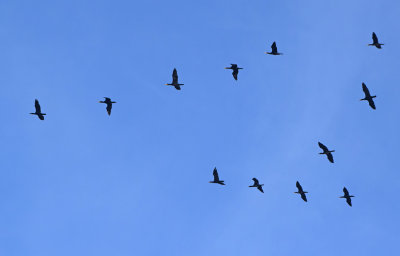 Storskarv (Phalacrocorax carbo)