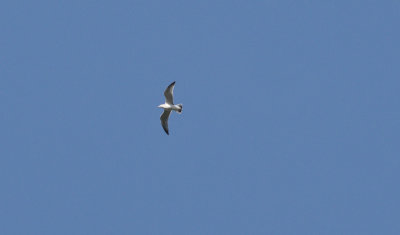 Fiskms (Larus canus)
