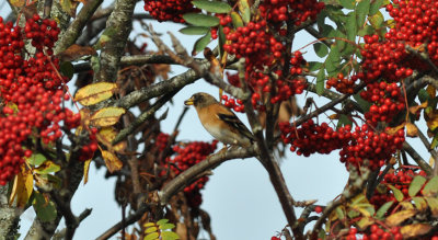 Bergfink (Fringilla montifringilla)