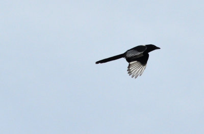 Skata (Pica pica)