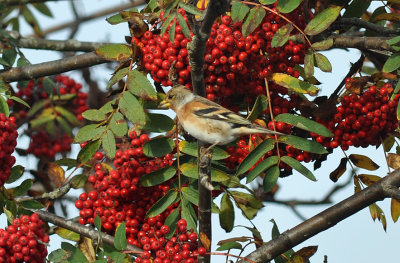 Bergfink (Fringilla montifringilla)