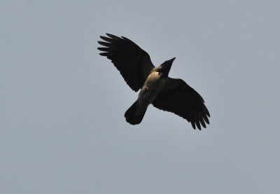 Gråkråka (Corvus cornix)