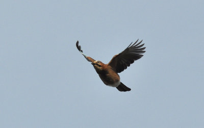 Nötskrika (Garrulus glandarius)