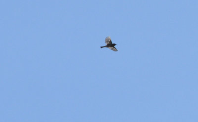 Bofink (Fringilla coelebs)