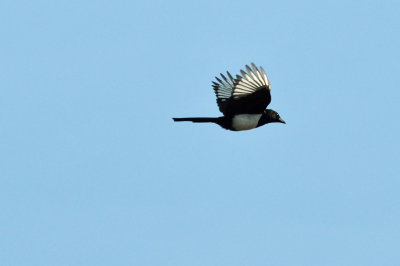 Skata (Pica pica)
