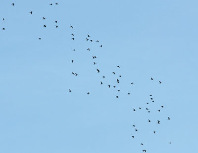 Ringduva (Columba palumbus)