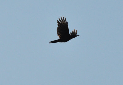 Spillkråka (Dryocopus martius)