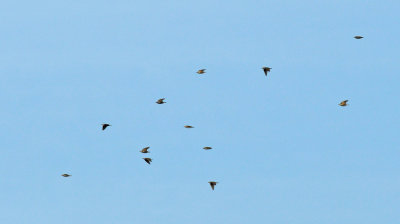 Stare (Sturnus vulgaris)