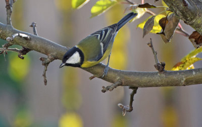 Talgoxe (Parus major)