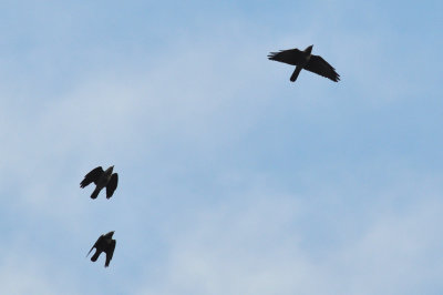 Kaja (Corvus monedula)