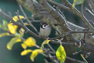 Pilfink (Passer montanus)