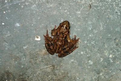 Vanlig groda (Rana temporaria)