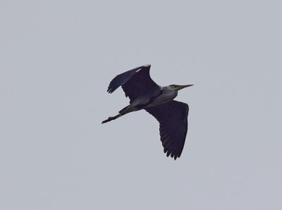 Gråhäger (Ardea cinerea)