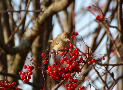 Svarthätta (Sylvia atricapilla)