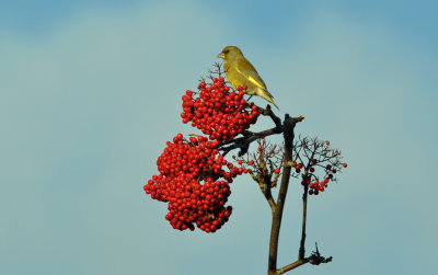 Grönfink (Chloris chloris)