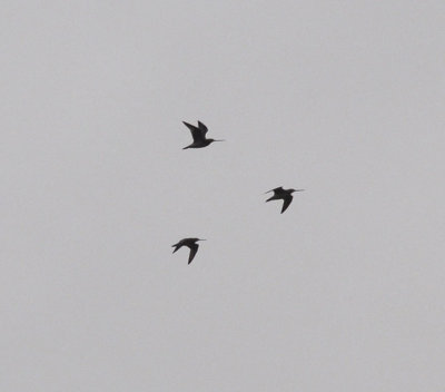 Myrspov (Limosa lapponica)
