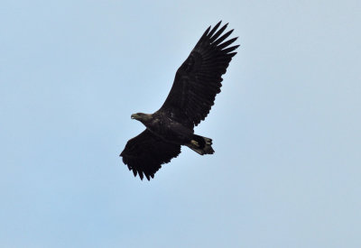 Havsrn (Haliaeetus albicilla)