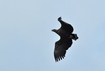 Havsrn (Haliaeetus albicilla)